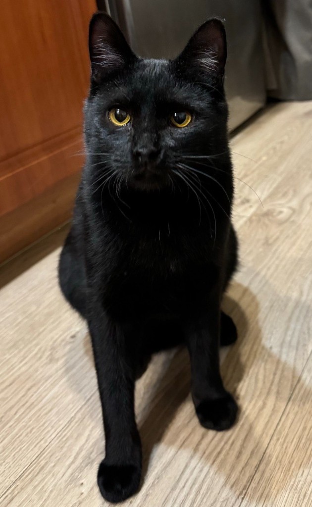 Кот Чернышевский