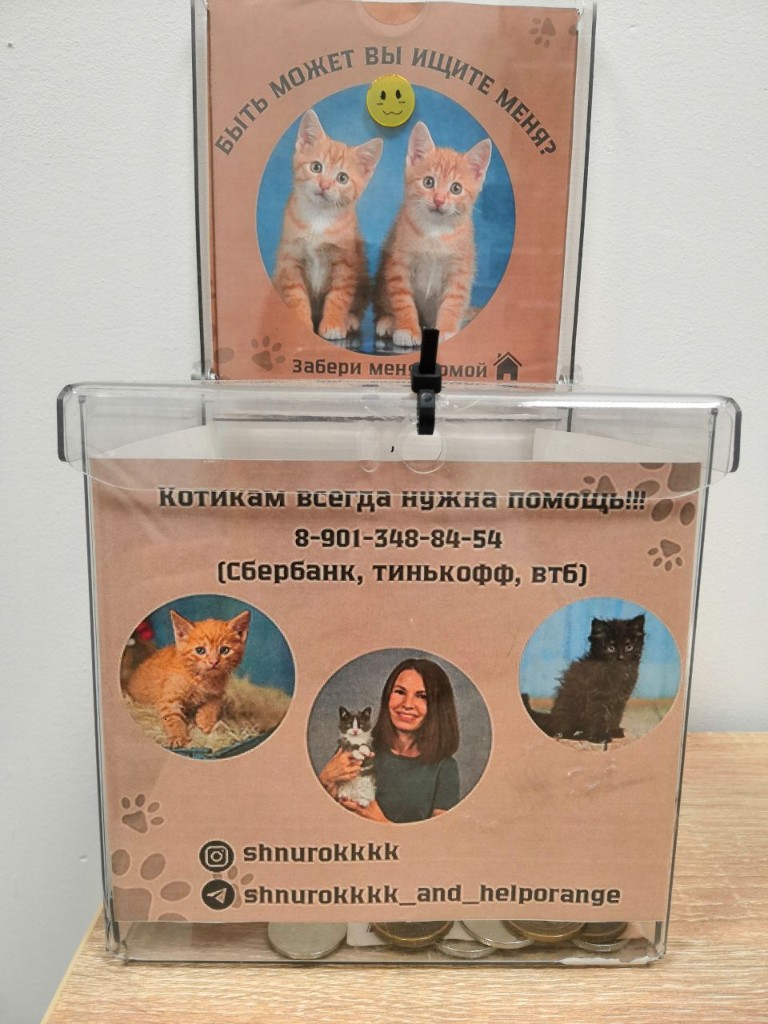Копилка для помощи котикам